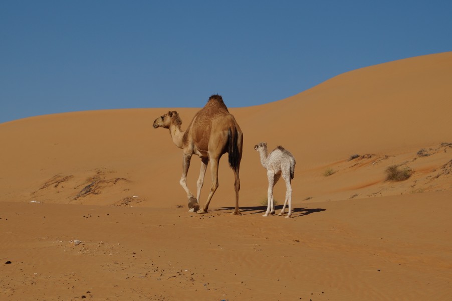 Camels in Wahiba Sands 06