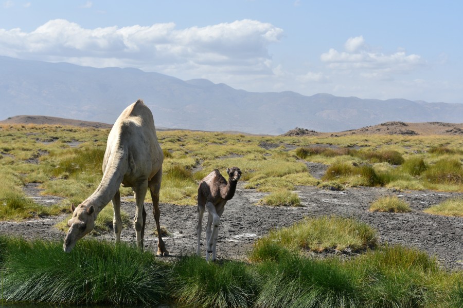 Camels near Lake Natron (11) (28301764370)