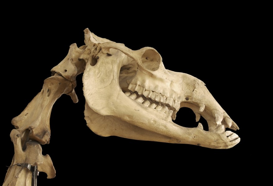 Camelus dromedarius skull