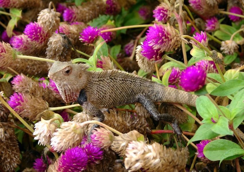 Camouflaged oriental garden lizard