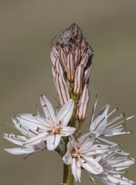 Camouflaging Spider 03