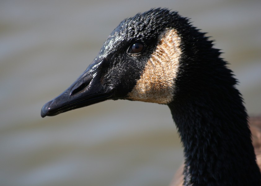 Canada Goose head - Tifft Nature Preserve
