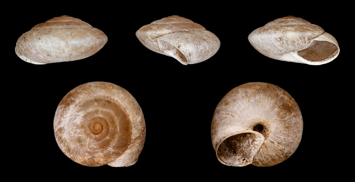 Canariella hispidula 01