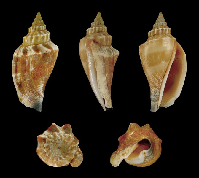 Canarium olydium 01