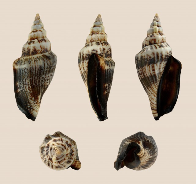 Canarium urceus f. ustulatus 01
