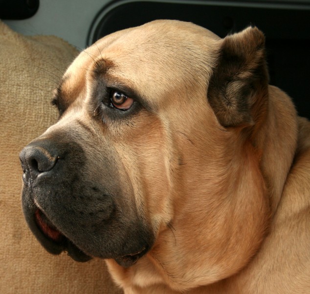 Cane corso głowa profil 493o