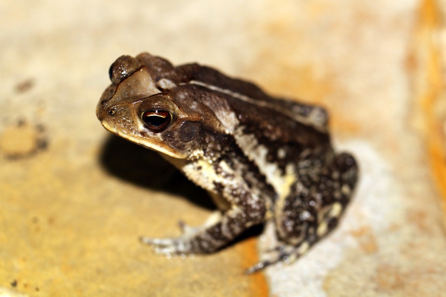 Cane Toad - Flickr - GregTheBusker (2)