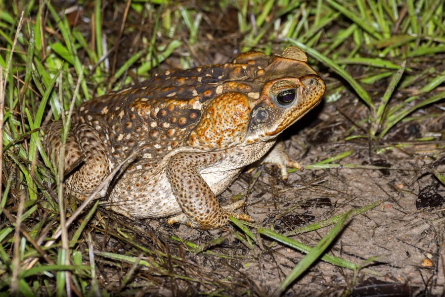 Cane toad - Sapo de caña (Rhinella marina) (15092707441)