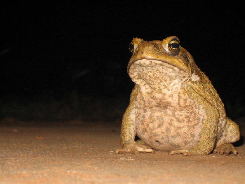 Cane Toad (Bufo marinus) (8240240902)
