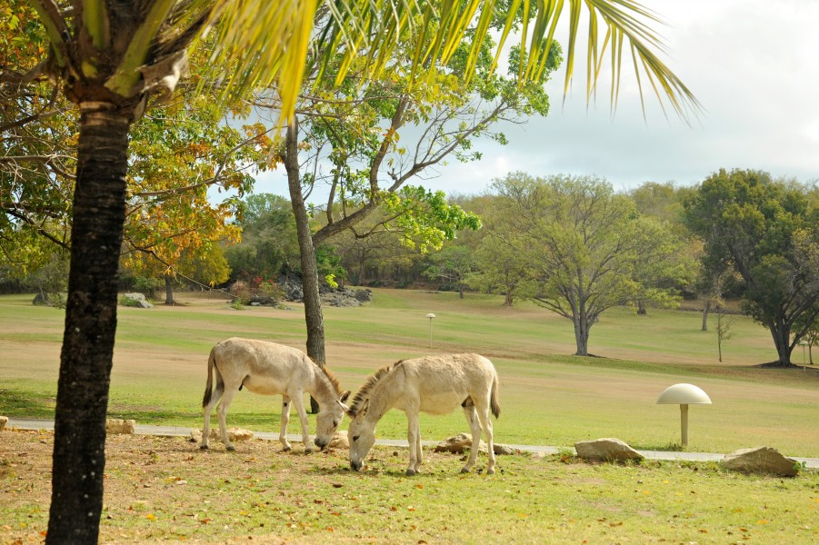 Caneel Bay Free Roaming Wild Donkeys