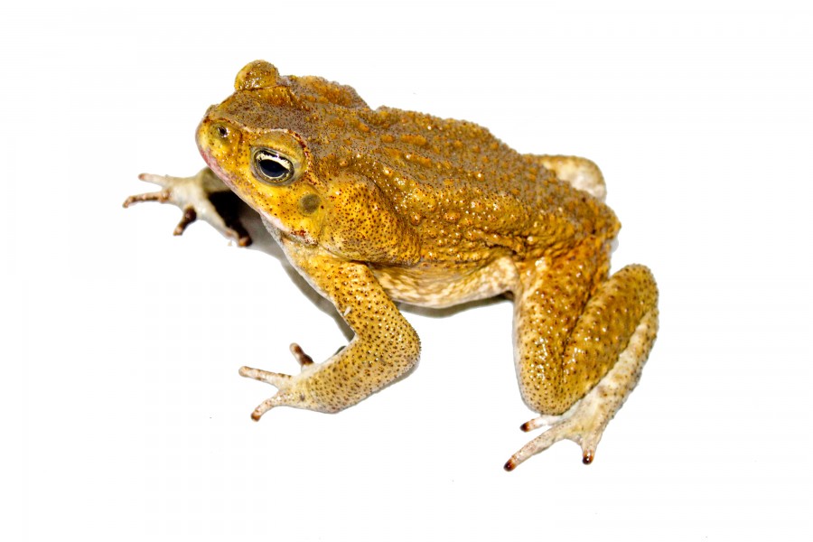 Canetoad Rhinella marina (Linnaeus, 1758)