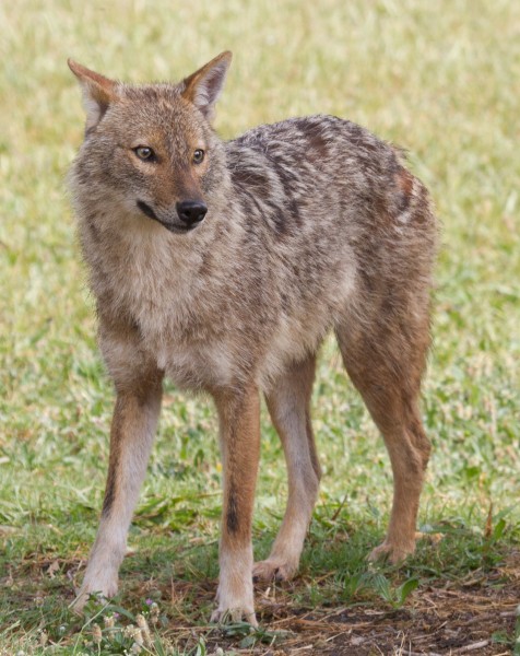 Canis aureus - golden jackal