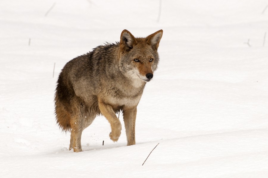 Canis latrans (Yosemite, 2009)