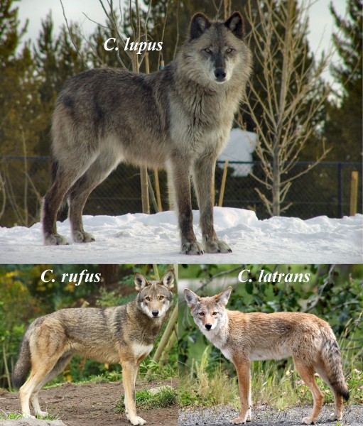 Canis lupus, Canis rufus & Canis latrans
