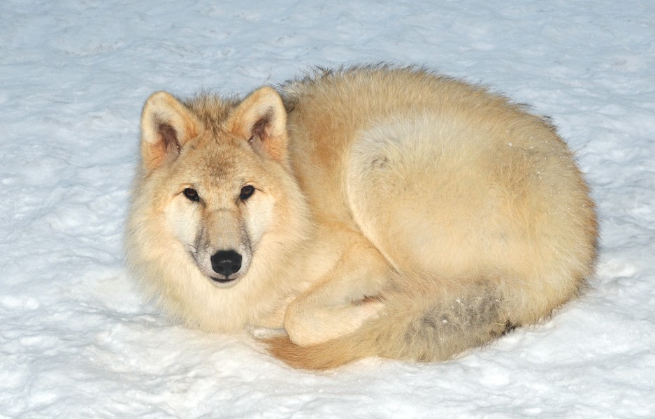 Canis lupus arctos (Pocock, 1935)