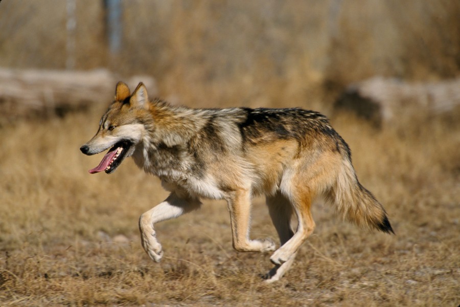 Canis lupus baileyi running