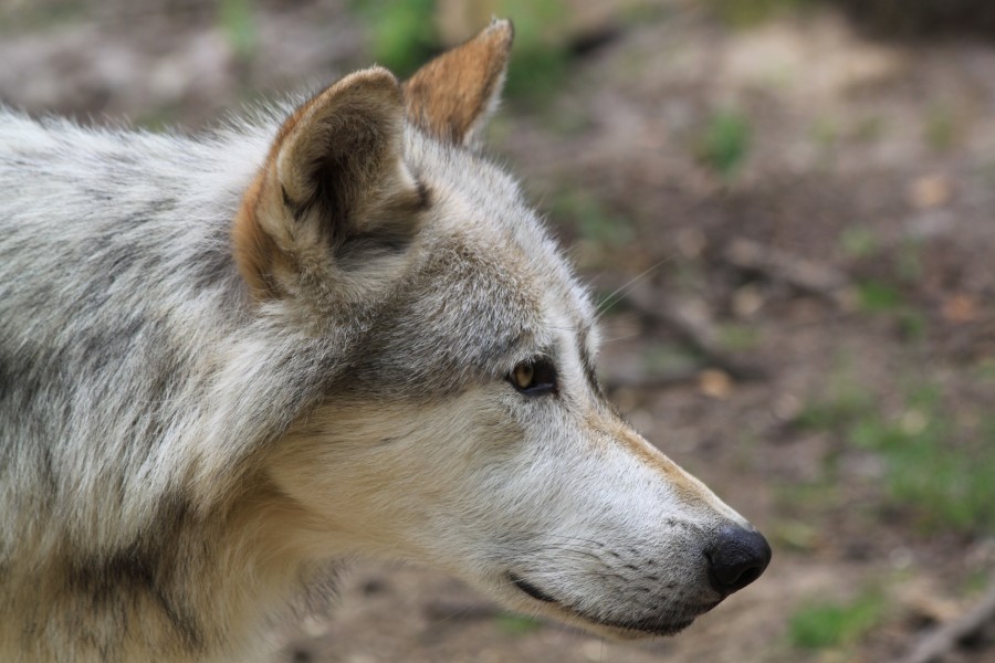 Canis lupus Kopf