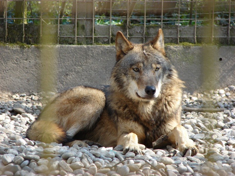 Canis lupus Stadt Haag zoo 02