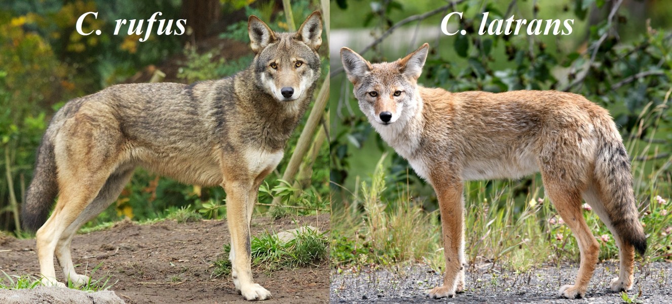 Canis rufus & Canis latrans