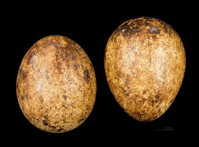 Caracara plancus MHNT 226 RdN Malouines