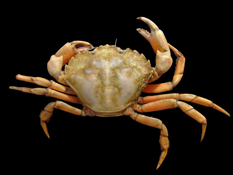 Carcinus maenas