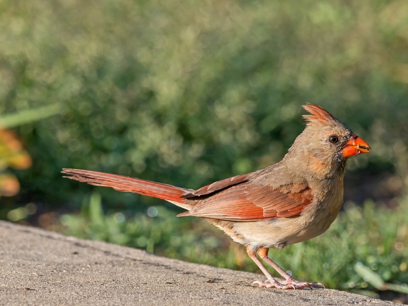 Cardinalis cardinalis (female), Owen Conservation Park, Madison, Wisconsin