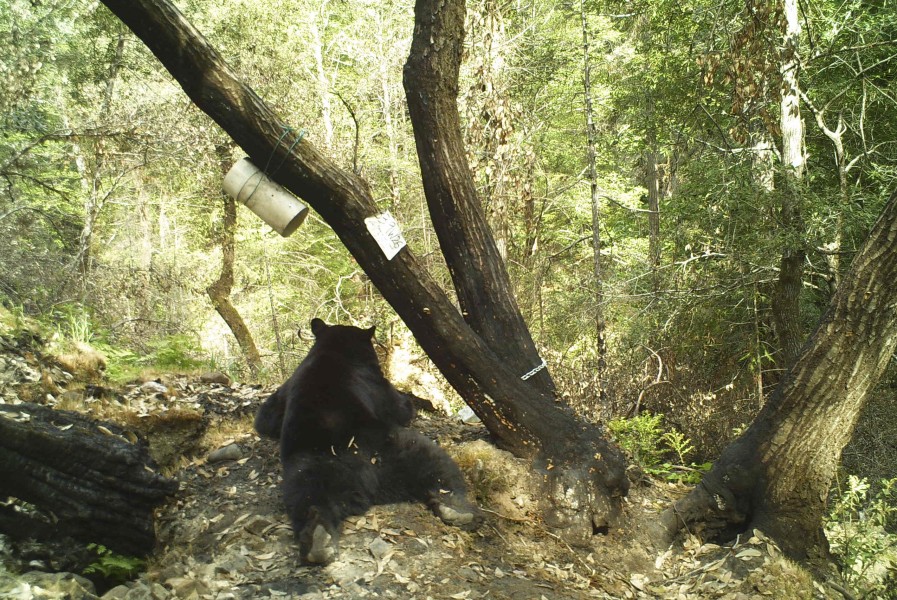 Carnivore camera- Wildlife photos from the Wild Rogue Wilderness (19538600499)