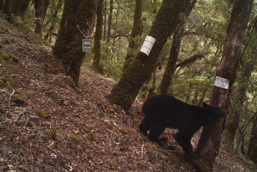 Carnivore camera- Wildlife photos from the Wild Rogue Wilderness (19699002596)