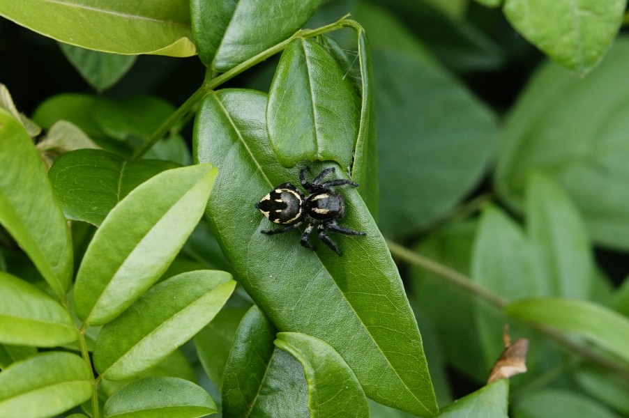 Carrhotus sp 8176