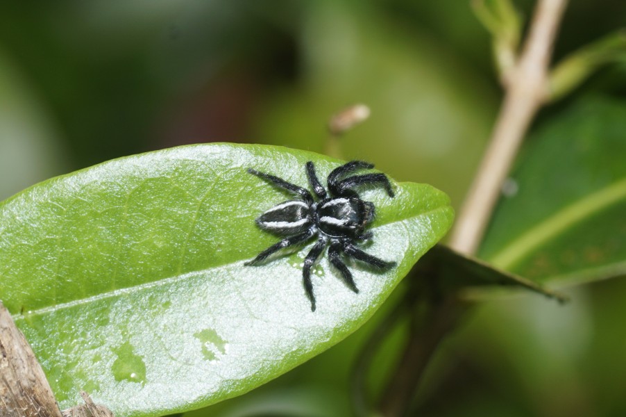 Carrhotus viduus 3