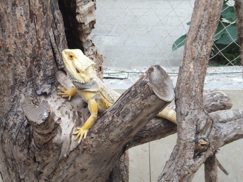 Casa delle Farfalle - Pogona vitticeps 03
