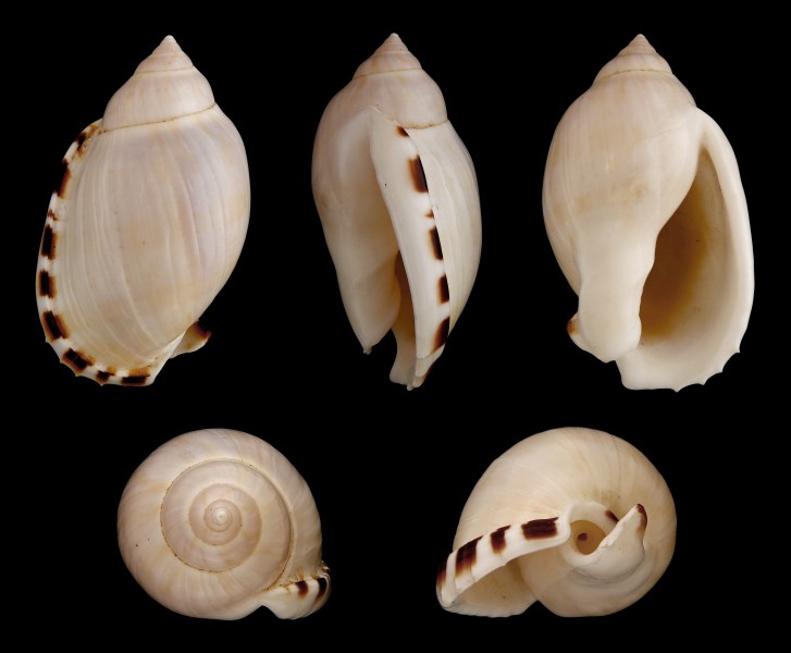 Casmaria erinaceus 01