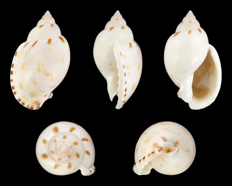 Casmaria ponderosa 001