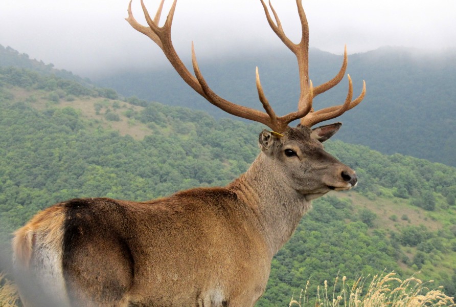 Caspian Red Deer (Maral) in Arasbaran forest