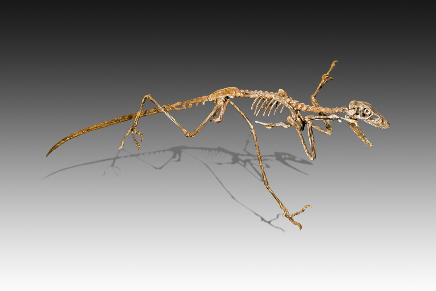 Cast of microraptor