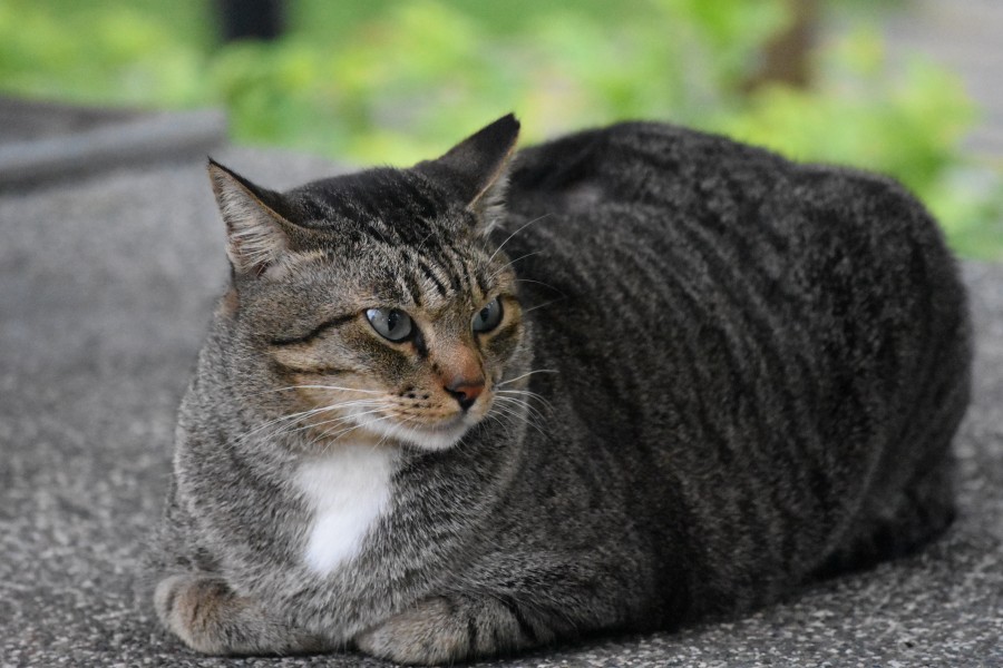 Cat (30829523273)
