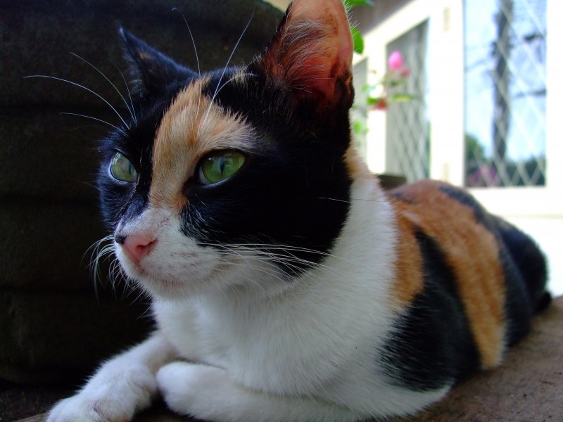 Cat, tortoiseshell, 001