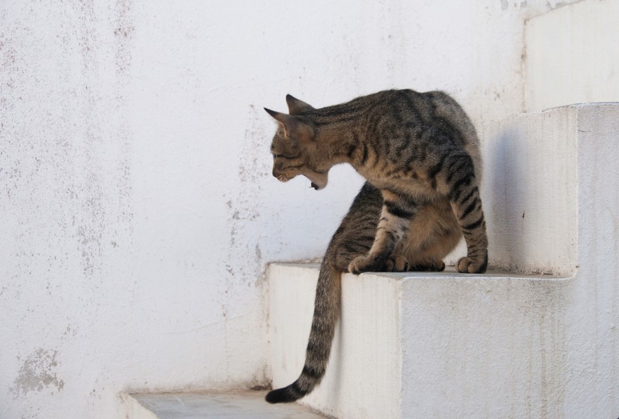 Cat August 2010-1