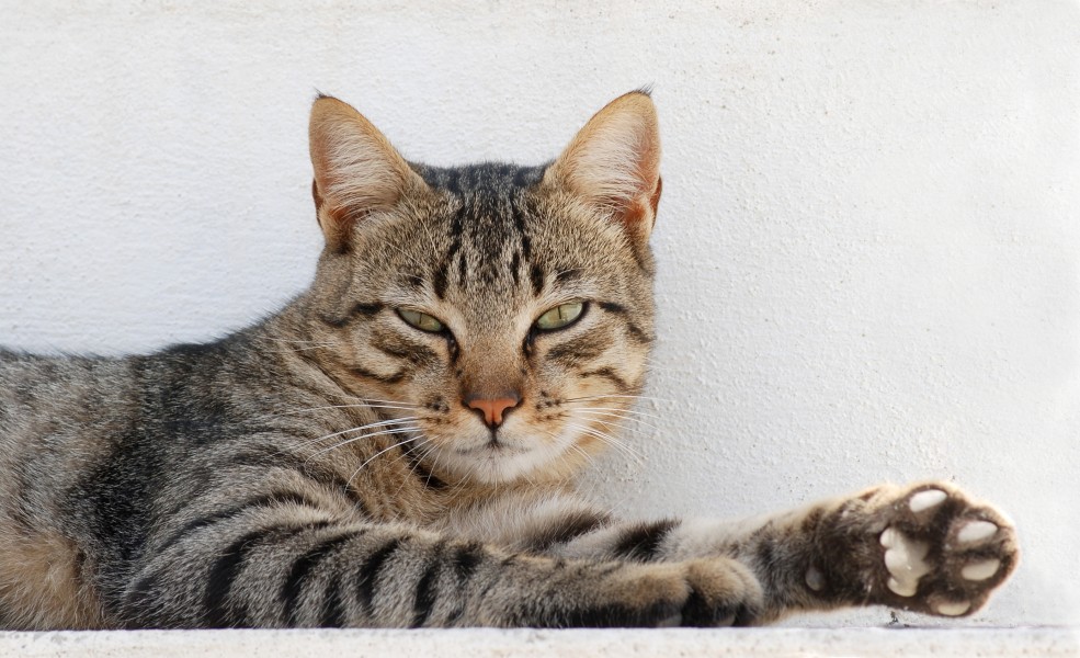 Cat August 2010-3