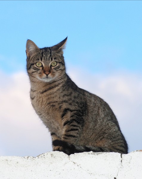 Cat December 2009-1