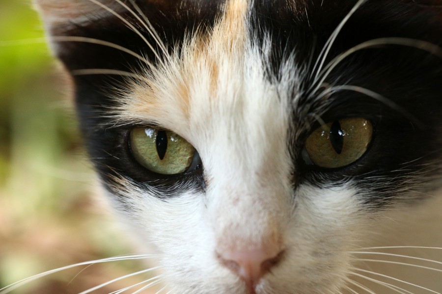 Cat-eyes