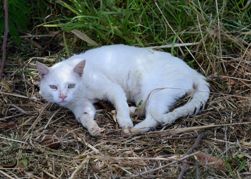 Cat June 2013-1a