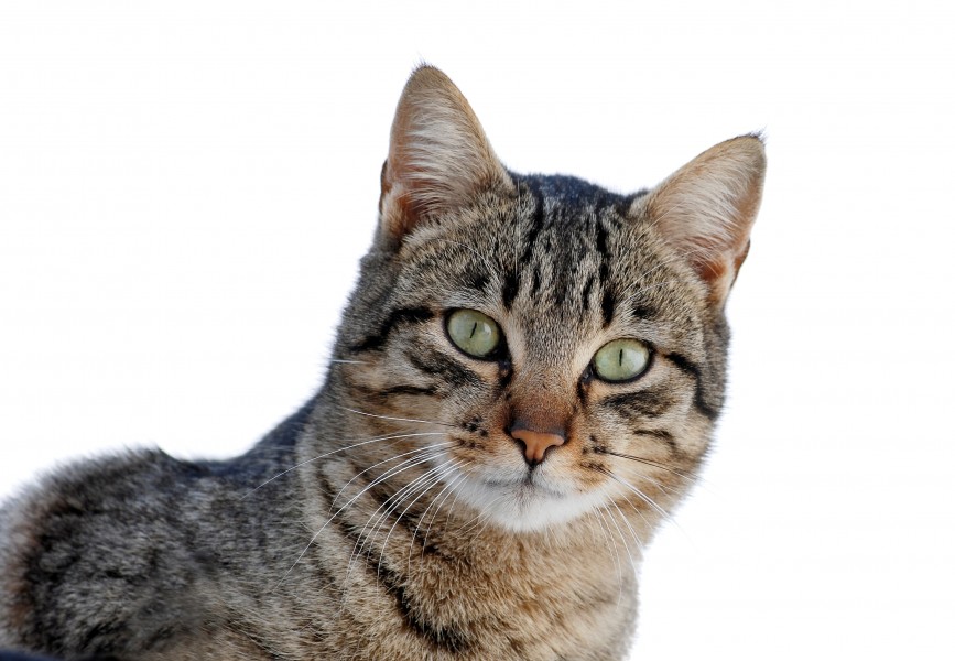 Cat March 2010-1
