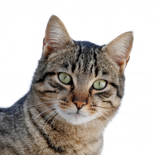 Cat March 2010-1a