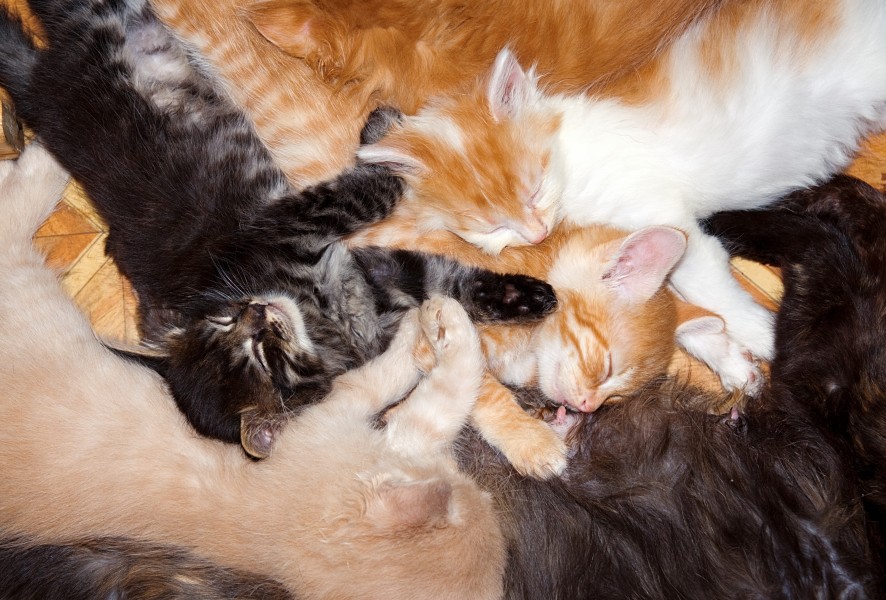 Cat mass 9074