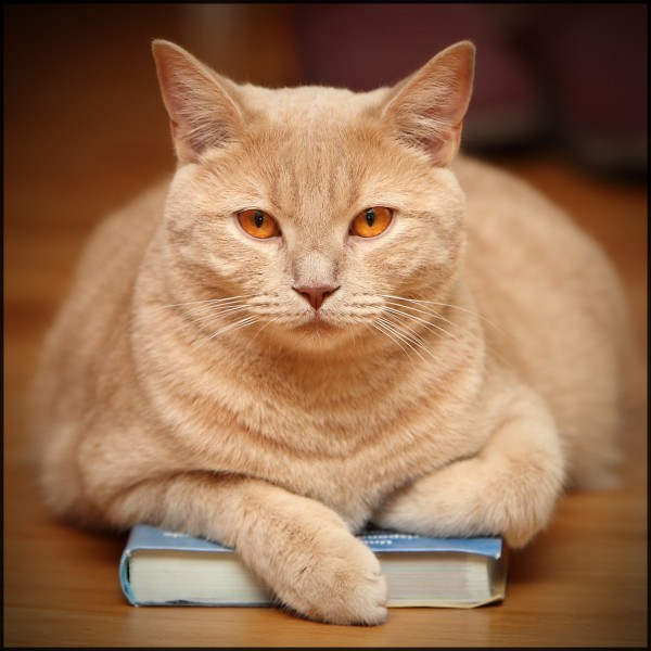 Cat on a Book