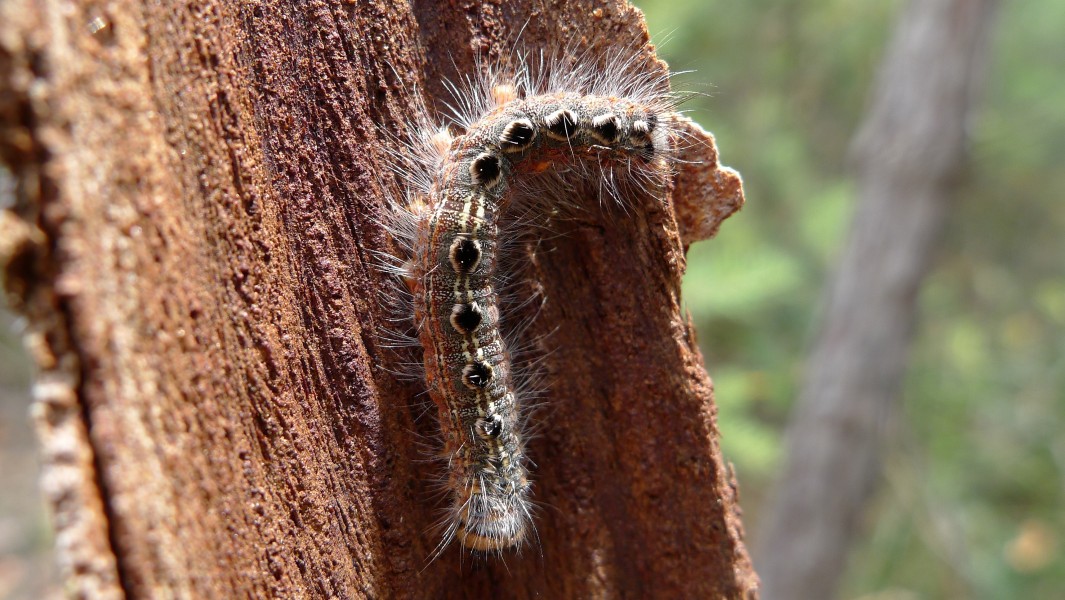 Caterpillar (6590441119)