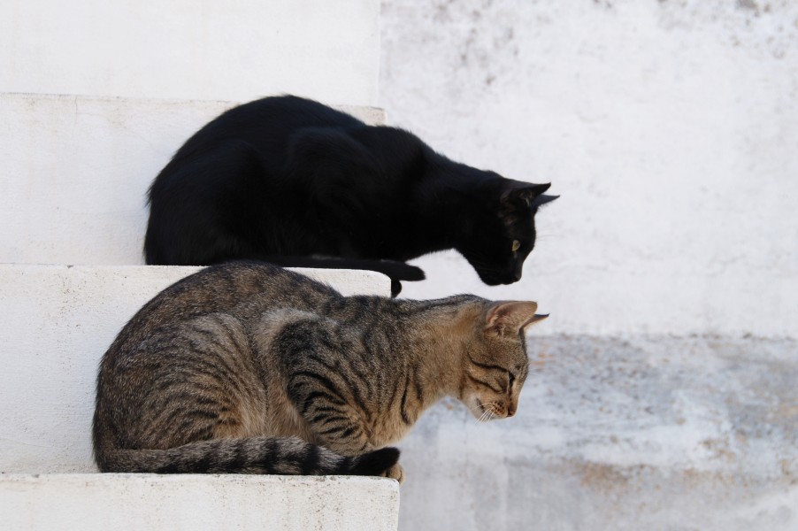 Cats August 2010-2