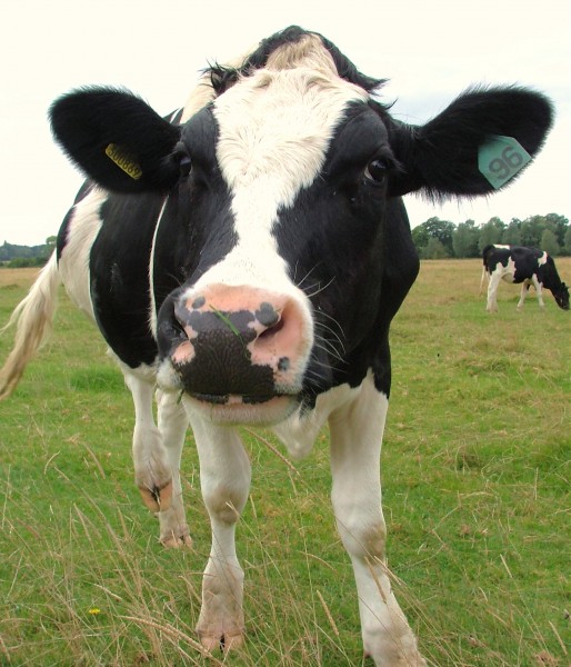 Cattle in Dedham, Essex, England, 2007