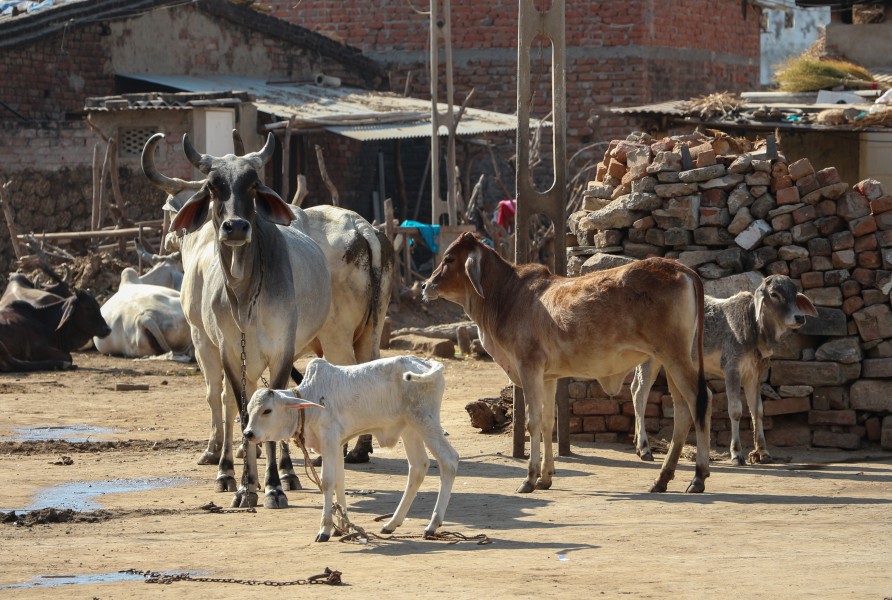 Cattle in Patan